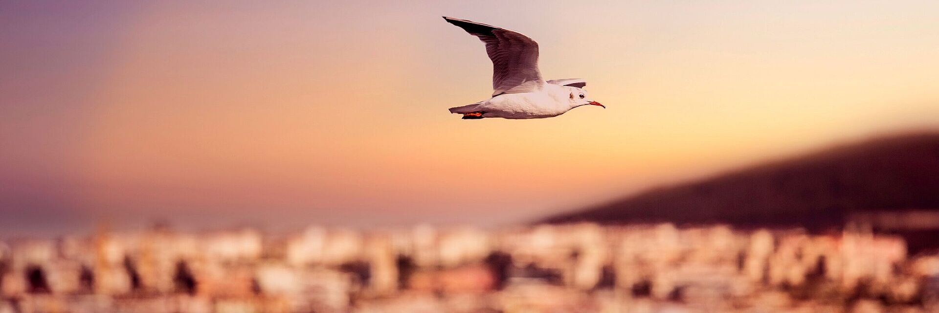 Ein stimmungsvolles Bild vom Strand. Eine Möwe fliegt durch die durch den Sonnenuntergang gefärbte Kulisse.