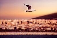 Ein stimmungsvolles Bild vom Strand. Eine Möwe fliegt durch die durch den Sonnenuntergang gefärbte Kulisse.